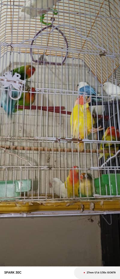 Fisher love birds