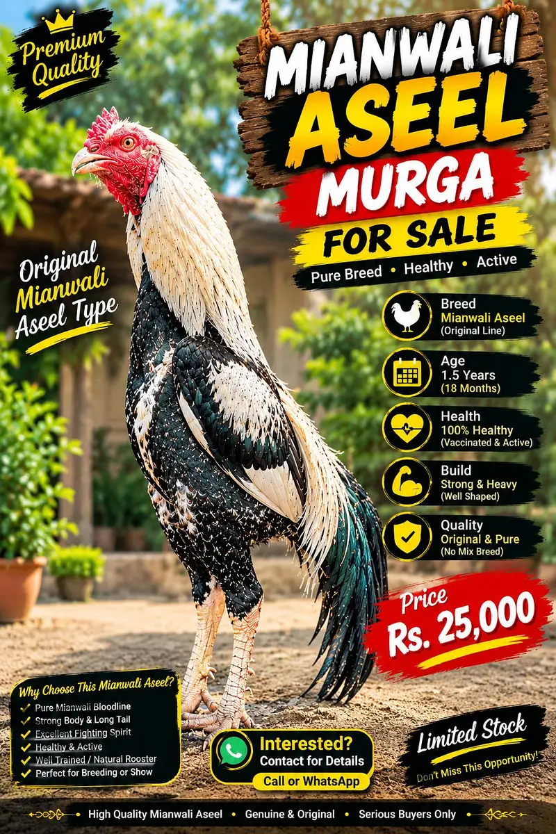Amroha Aseel Murga for Sale – 11 Months — photo 6