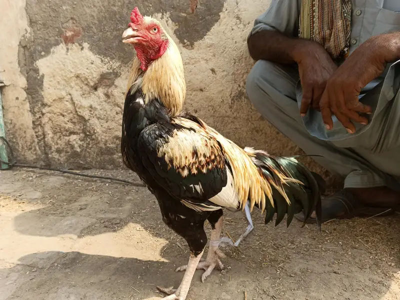 Amroha Aseel Murga for Sale – 11 Months — photo 7