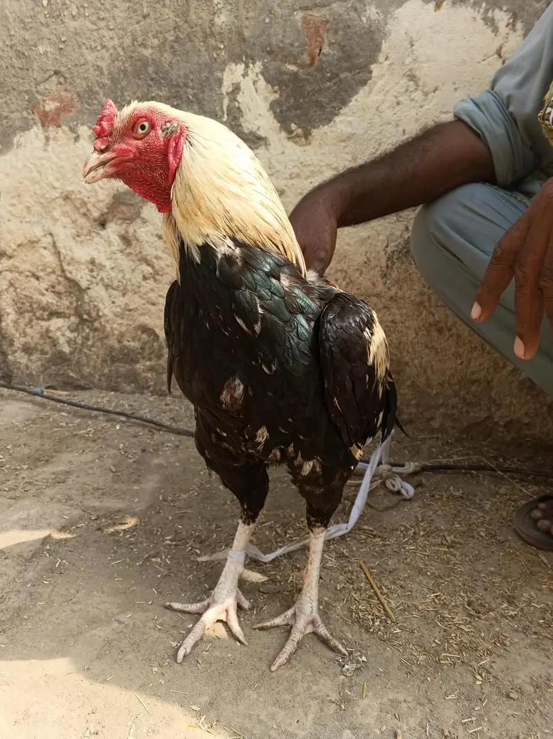 Amroha Aseel Murga for Sale – 11 Months — photo 8