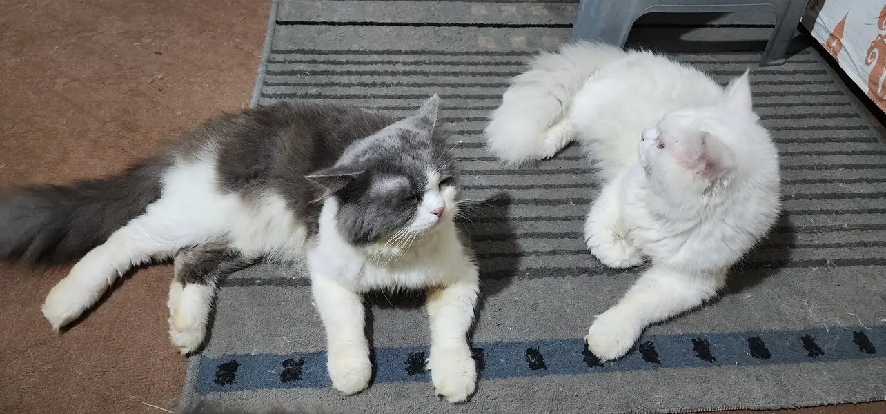 Persian cat's — photo 3