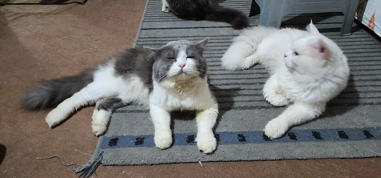 Persian cat's — photo 4