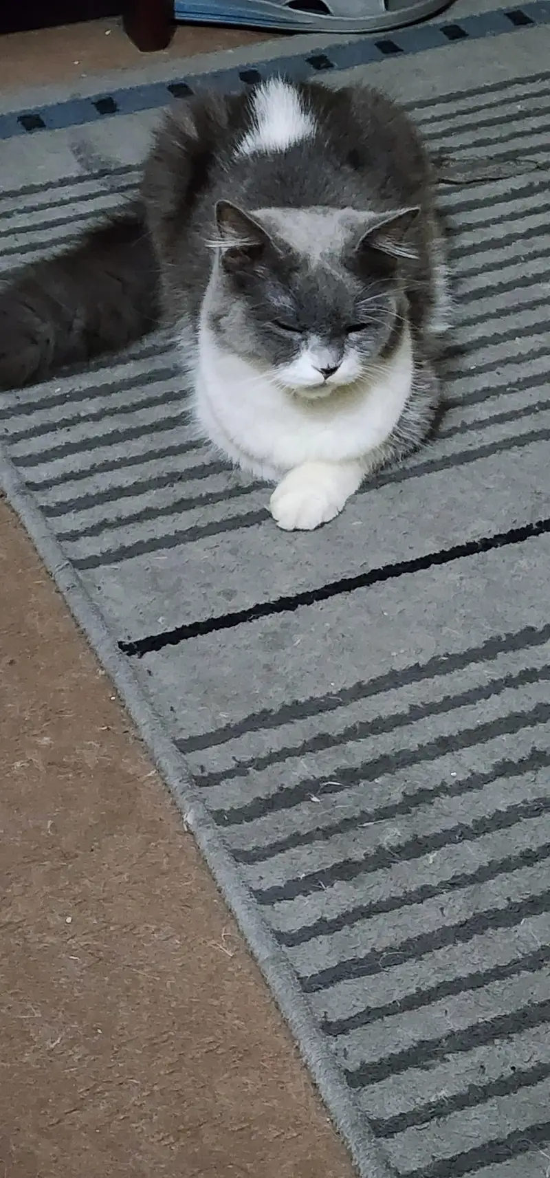 Persian cat's — photo 5