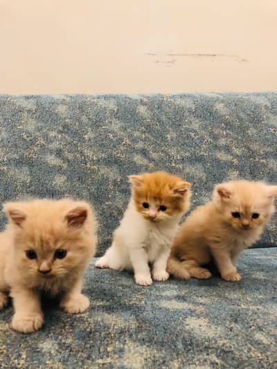 3 Persian kittens for sale