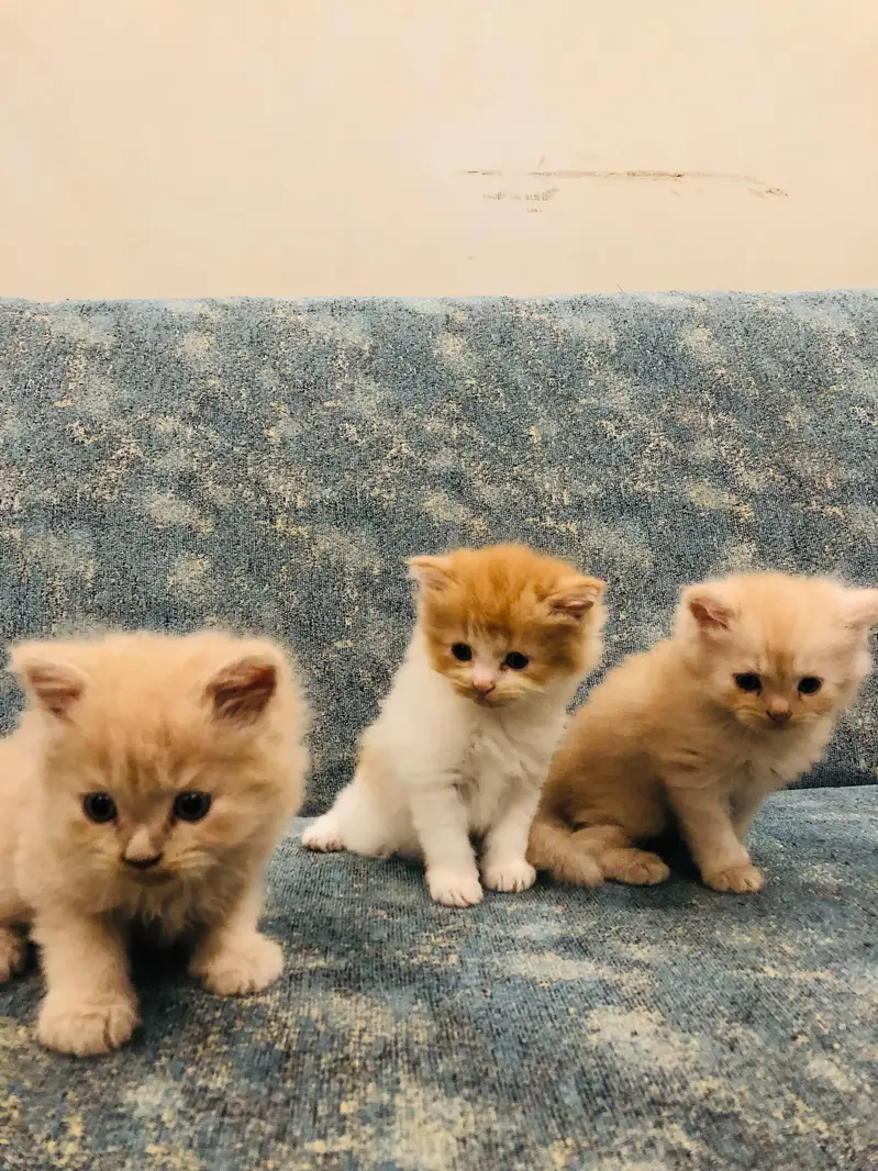 3 Persian kittens for sale