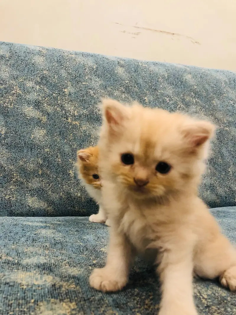 3 Persian kittens for sale — photo 2