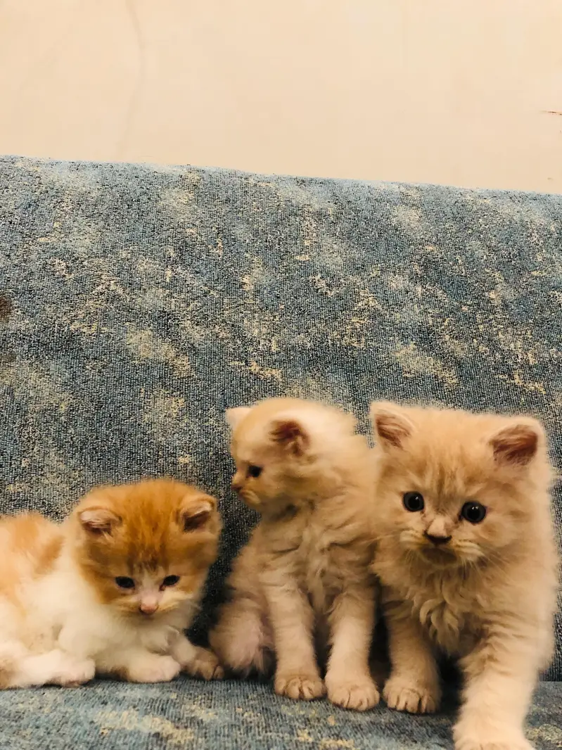 3 Persian kittens for sale — photo 3