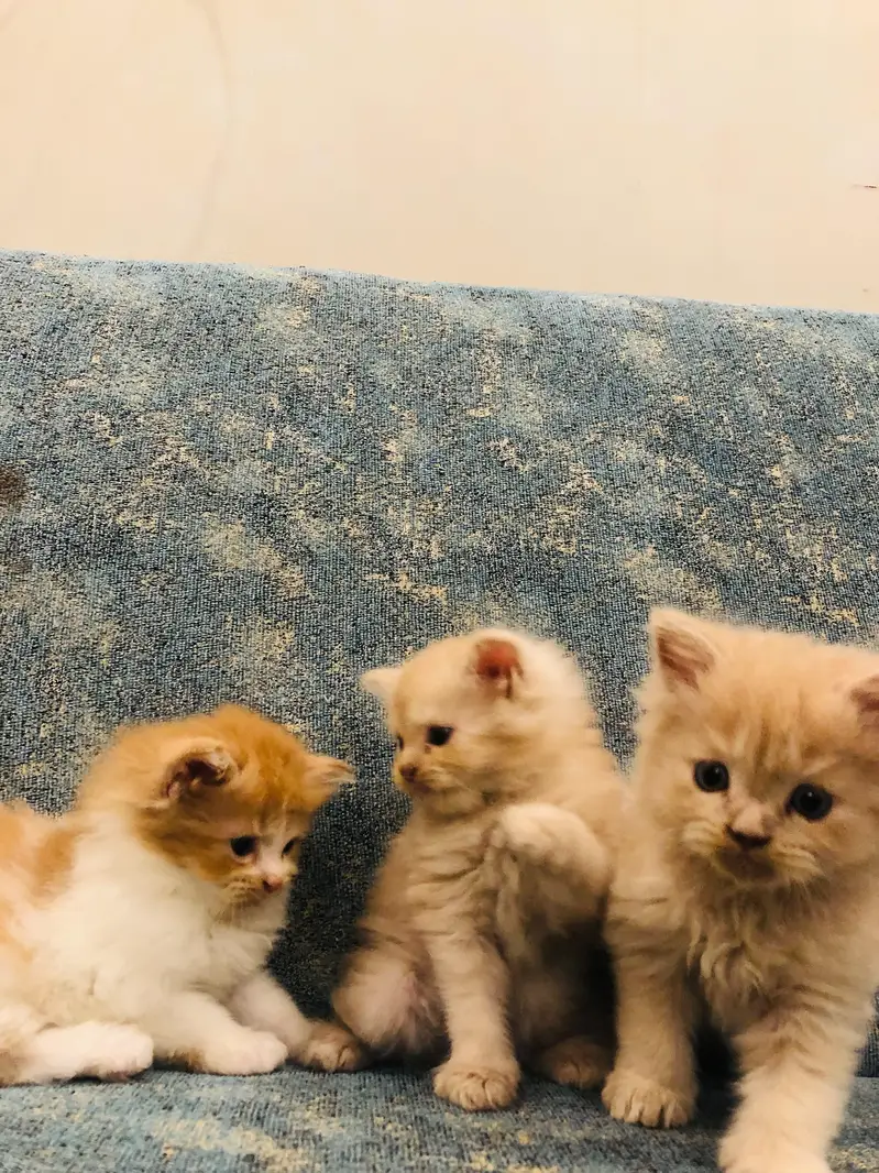 3 Persian kittens for sale — photo 4