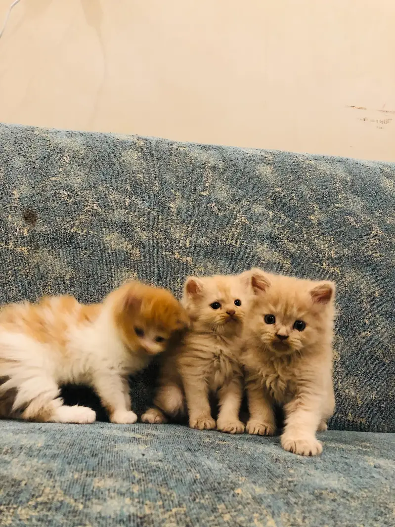 3 Persian kittens for sale — photo 5