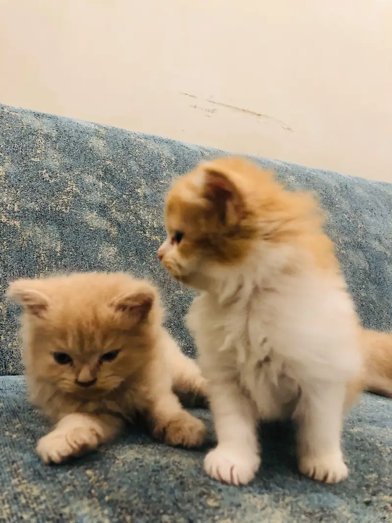 3 Persian kittens for sale — photo 6
