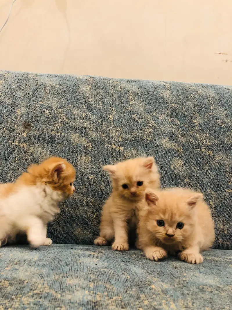 3 Persian kittens for sale — photo 7