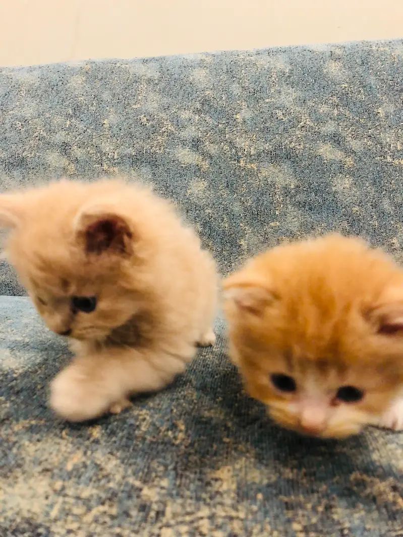 3 Persian kittens for sale — photo 8