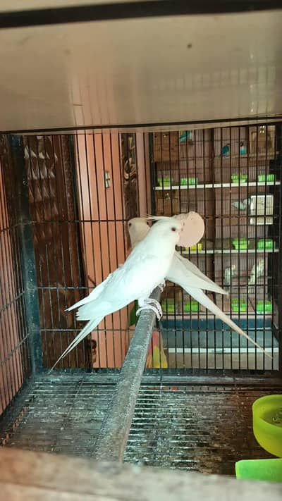 Coctkail Confirm breedar Pairs eno/common white fellow red eyes pair