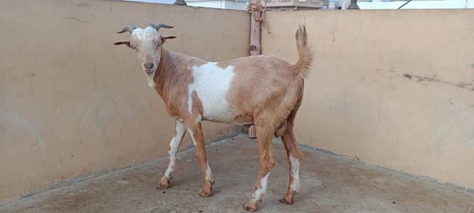 WHITE EYES VIP HEALTH BREEDER