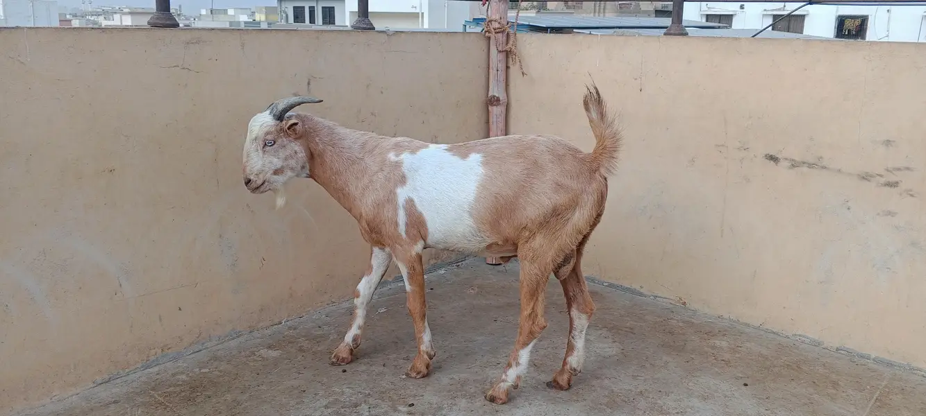 WHITE EYES VIP HEALTH BREEDER — photo 2