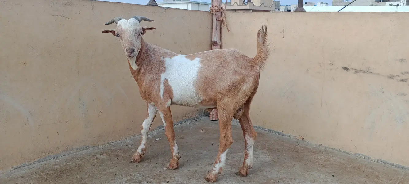 WHITE EYES VIP HEALTH BREEDER — photo 3
