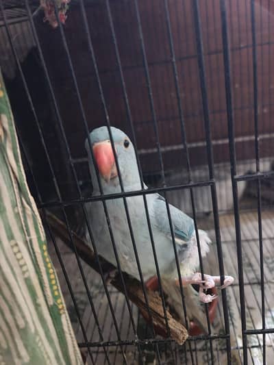 bluee ringneck little talking semii tamed female