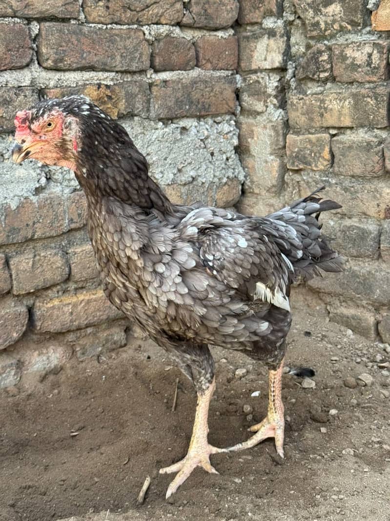 High quality hens 10