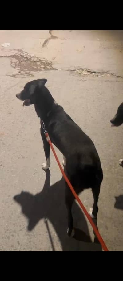 bakarwal dog famale