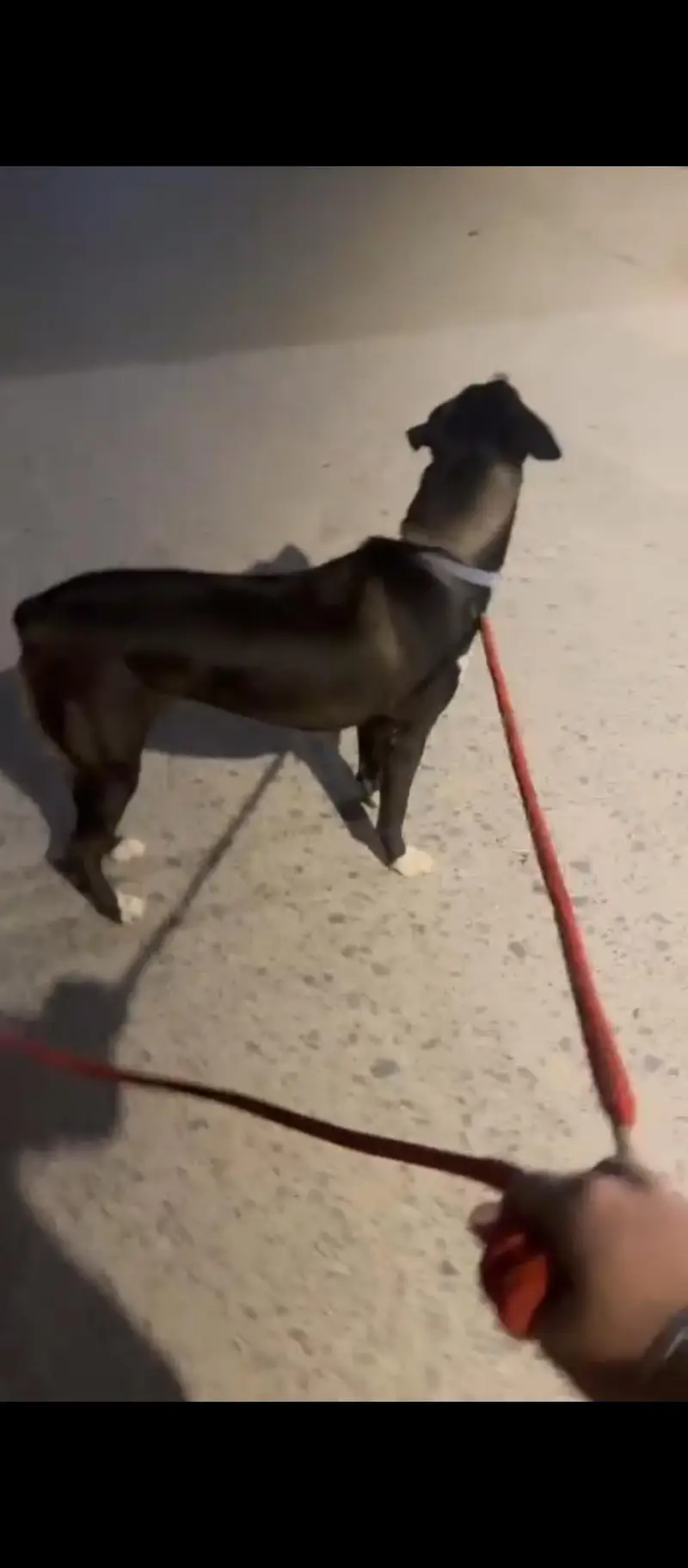 bakarwal dog famale — photo 2