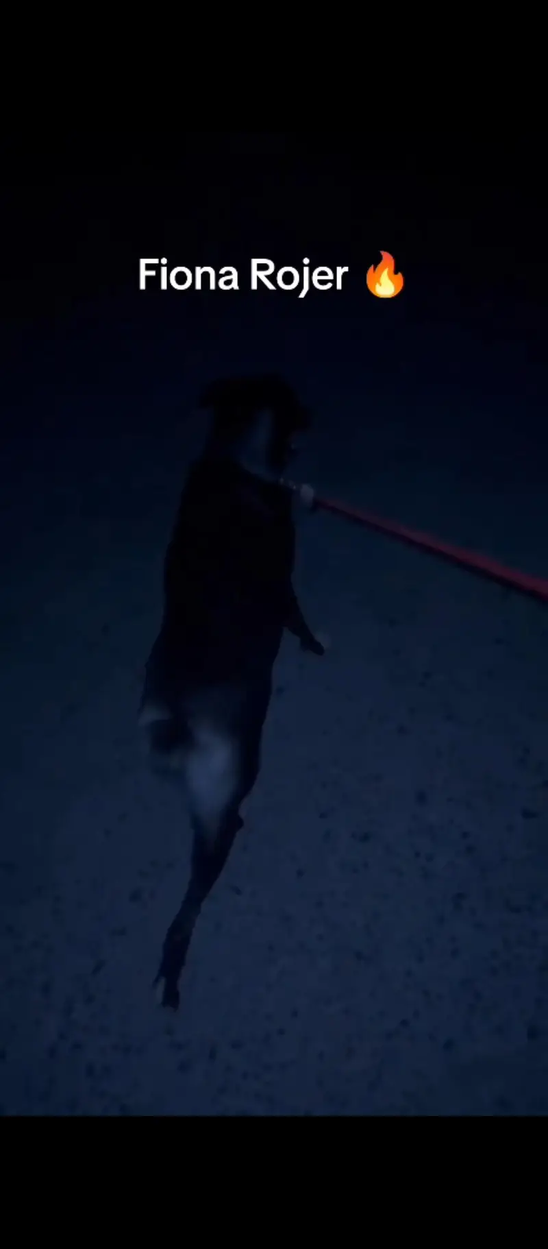 bakarwal dog famale — photo 3