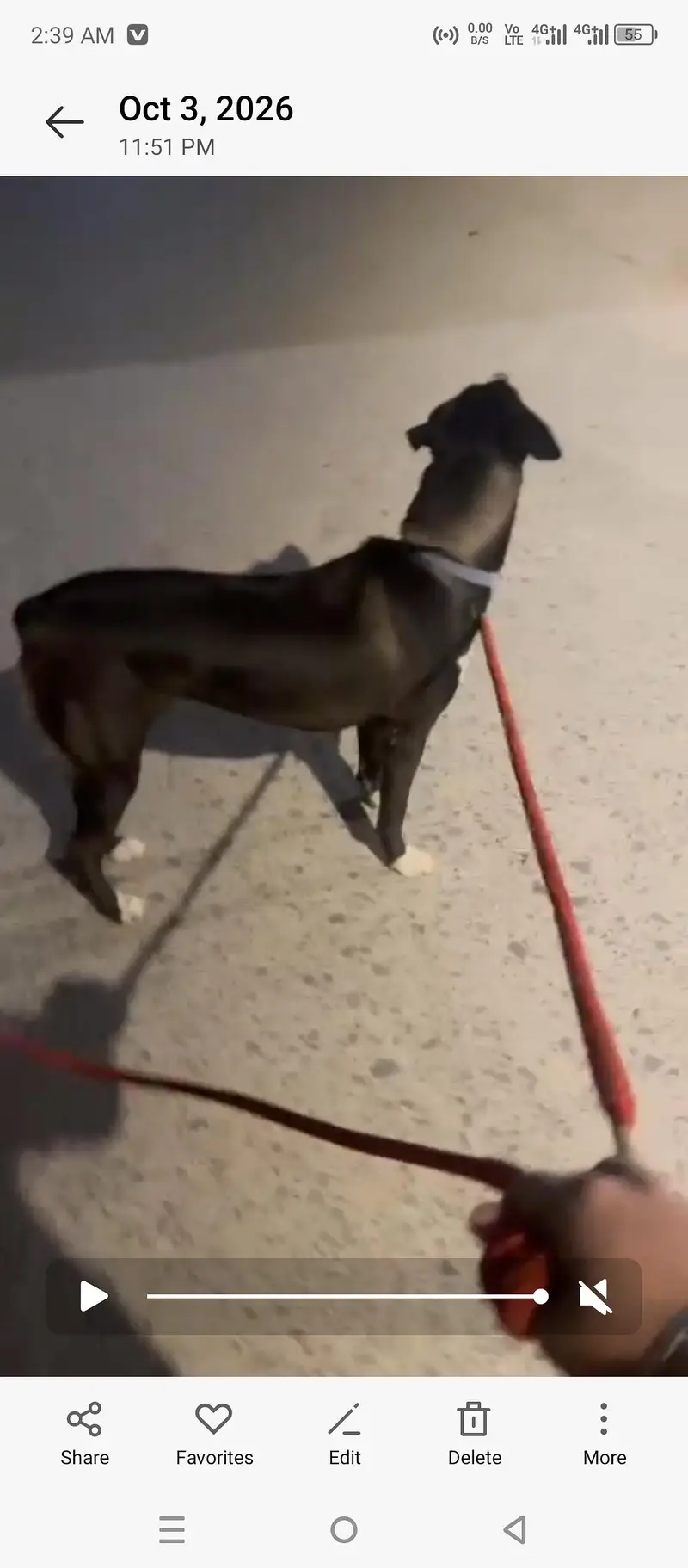 bakarwal dog famale — photo 5