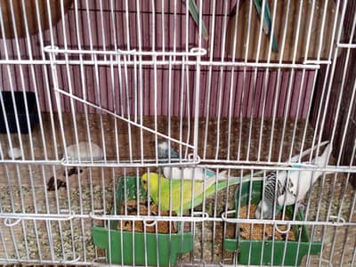 parrot 03312055653