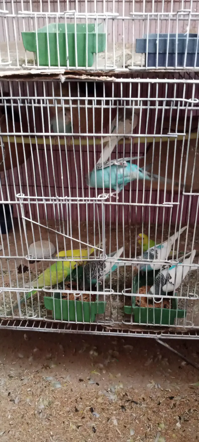 parrot 03312055653 — photo 2