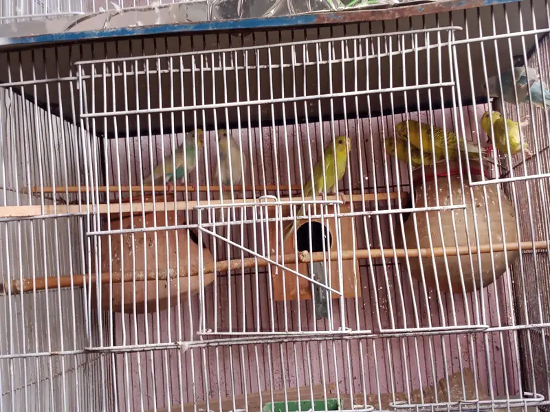 parrot 03312055653 — photo 3