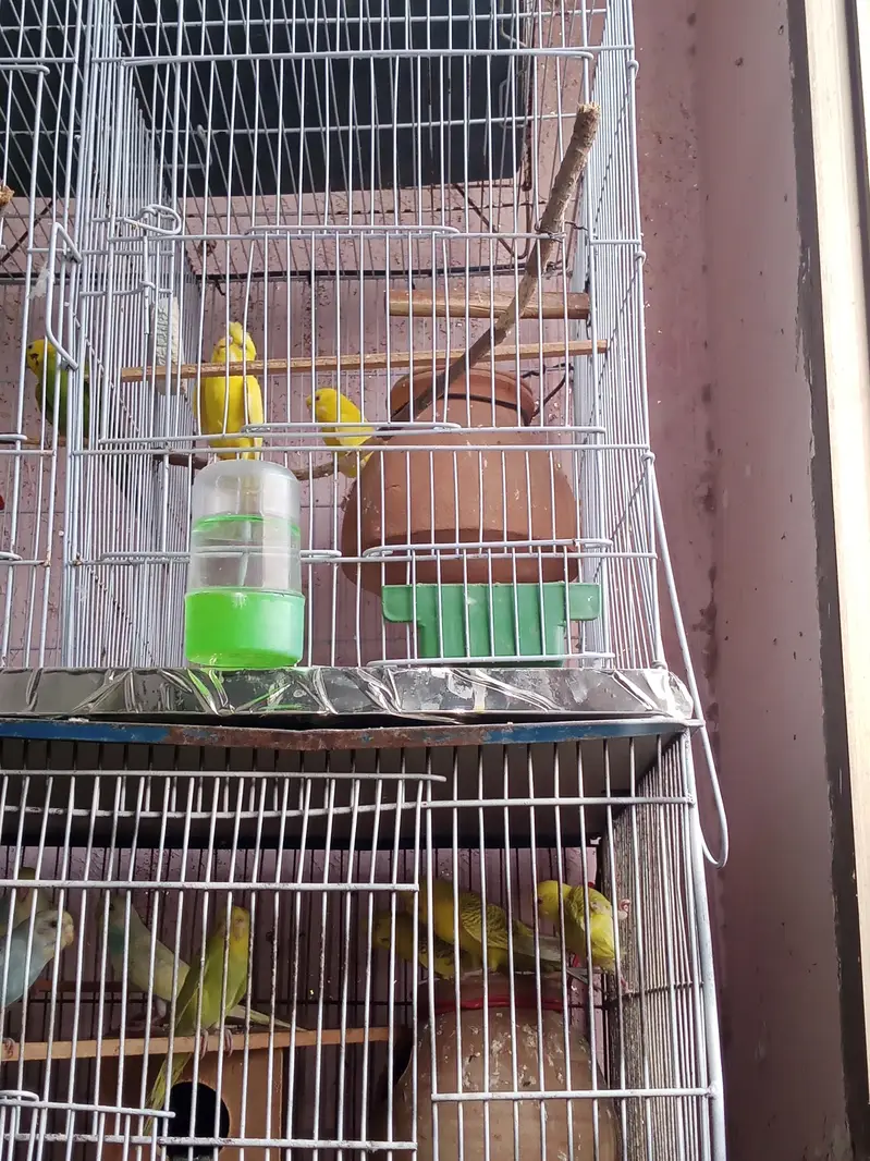 parrot 03312055653 — photo 4
