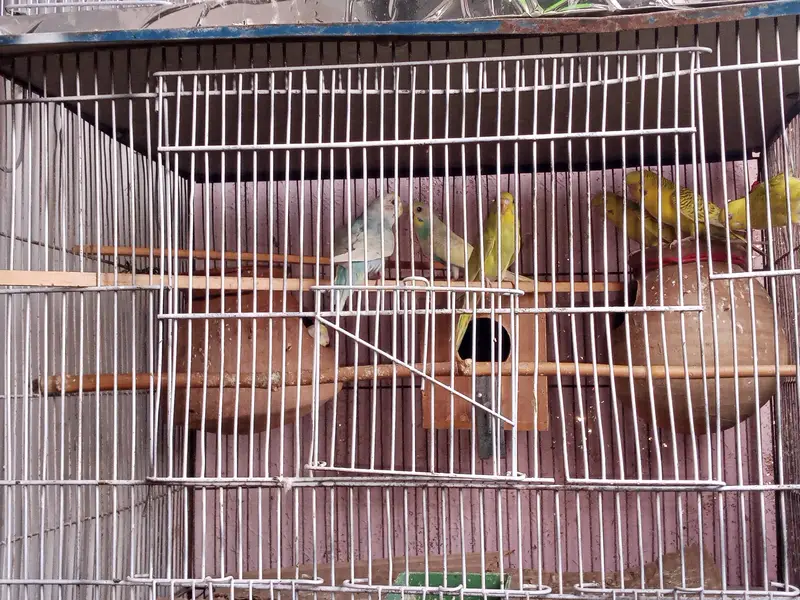 parrot 03312055653 — photo 5