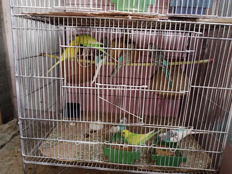 parrot 03312055653 — photo 6