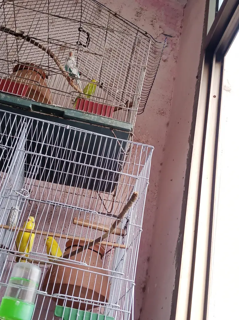 parrot 03312055653 — photo 7