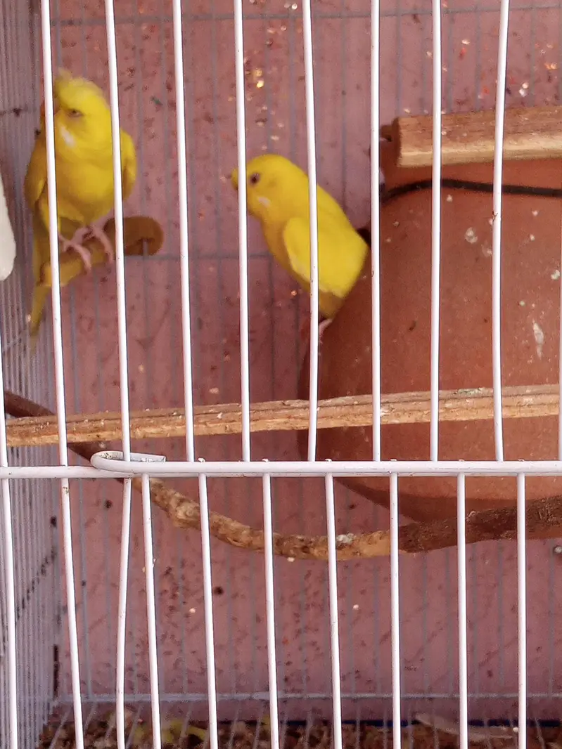parrot 03312055653 — photo 8
