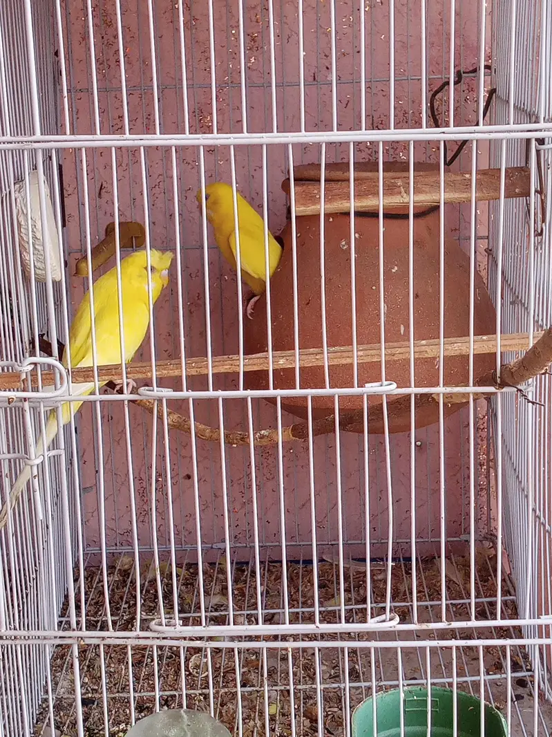 parrot 03312055653 — photo 9