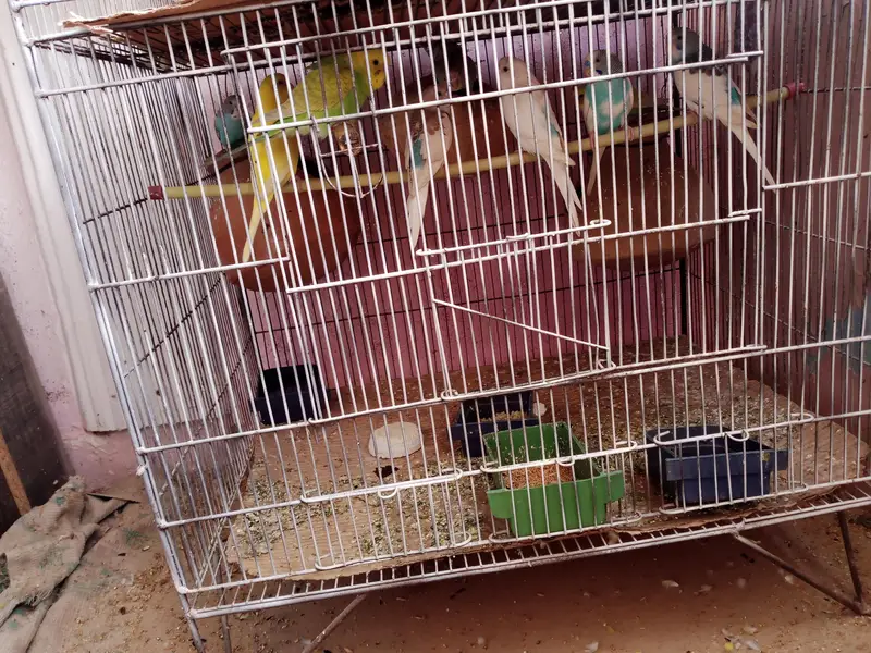 parrot 03312055653 — photo 10