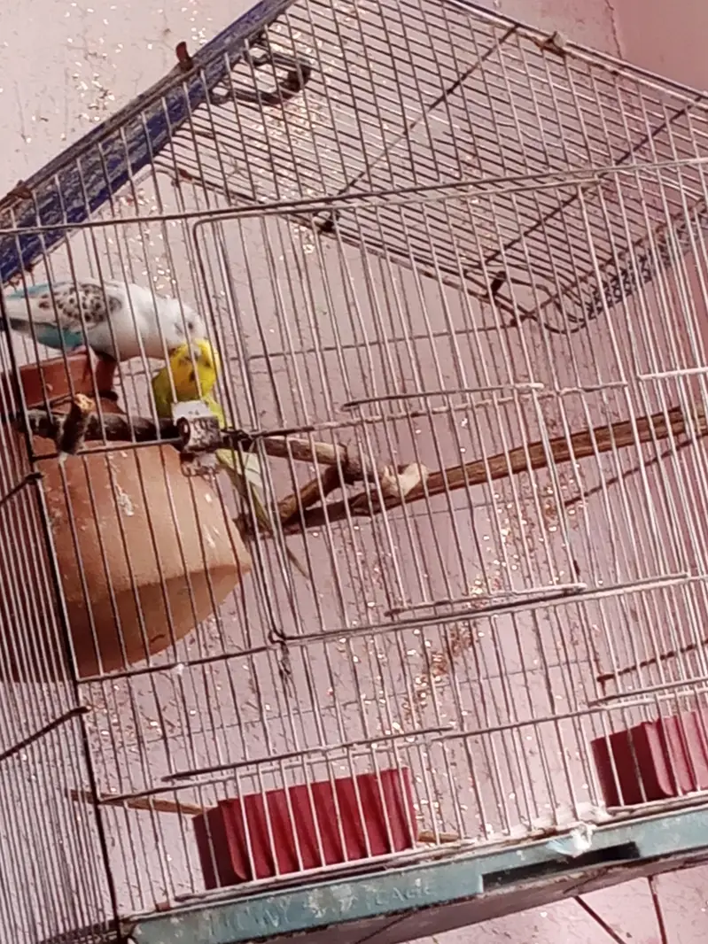 parrot 03312055653 — photo 11