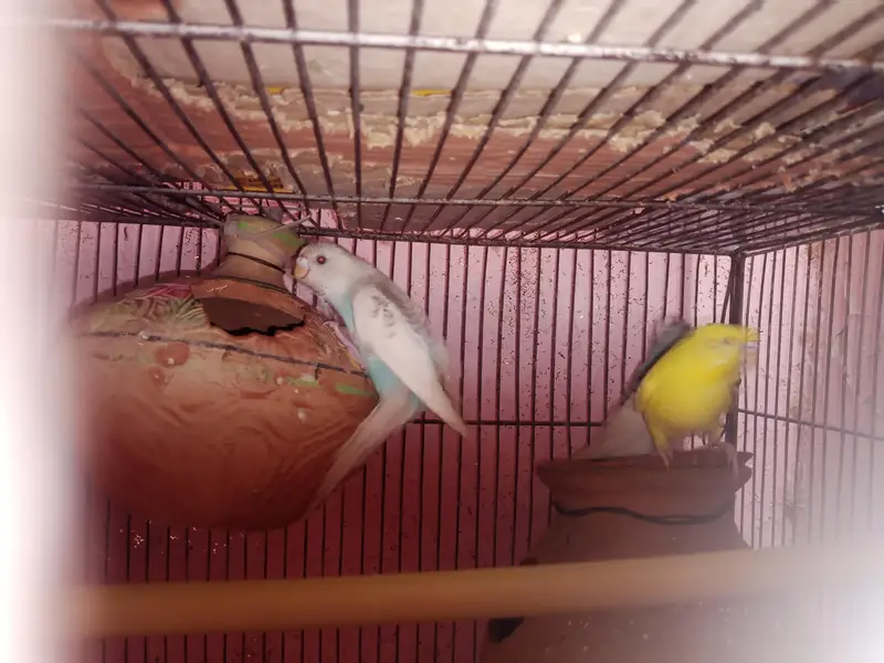 parrot 03312055653 — photo 12