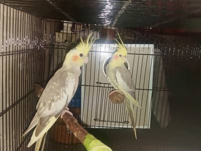 Mashallah full breading pair