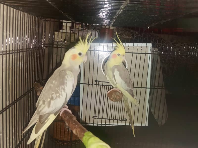 Mashallah full breading pair 0
