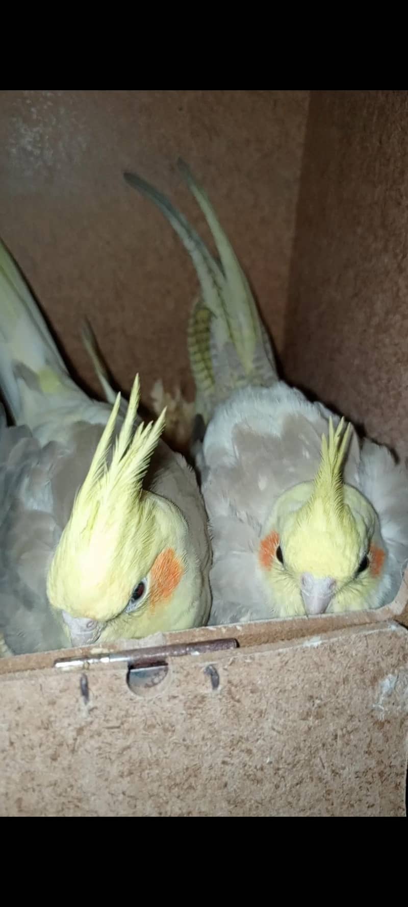 Mashallah full breading pair 2