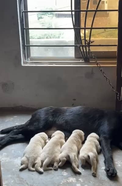 Labrador puppy