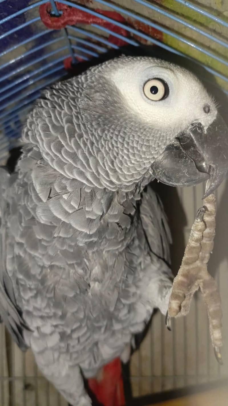 african gray 0