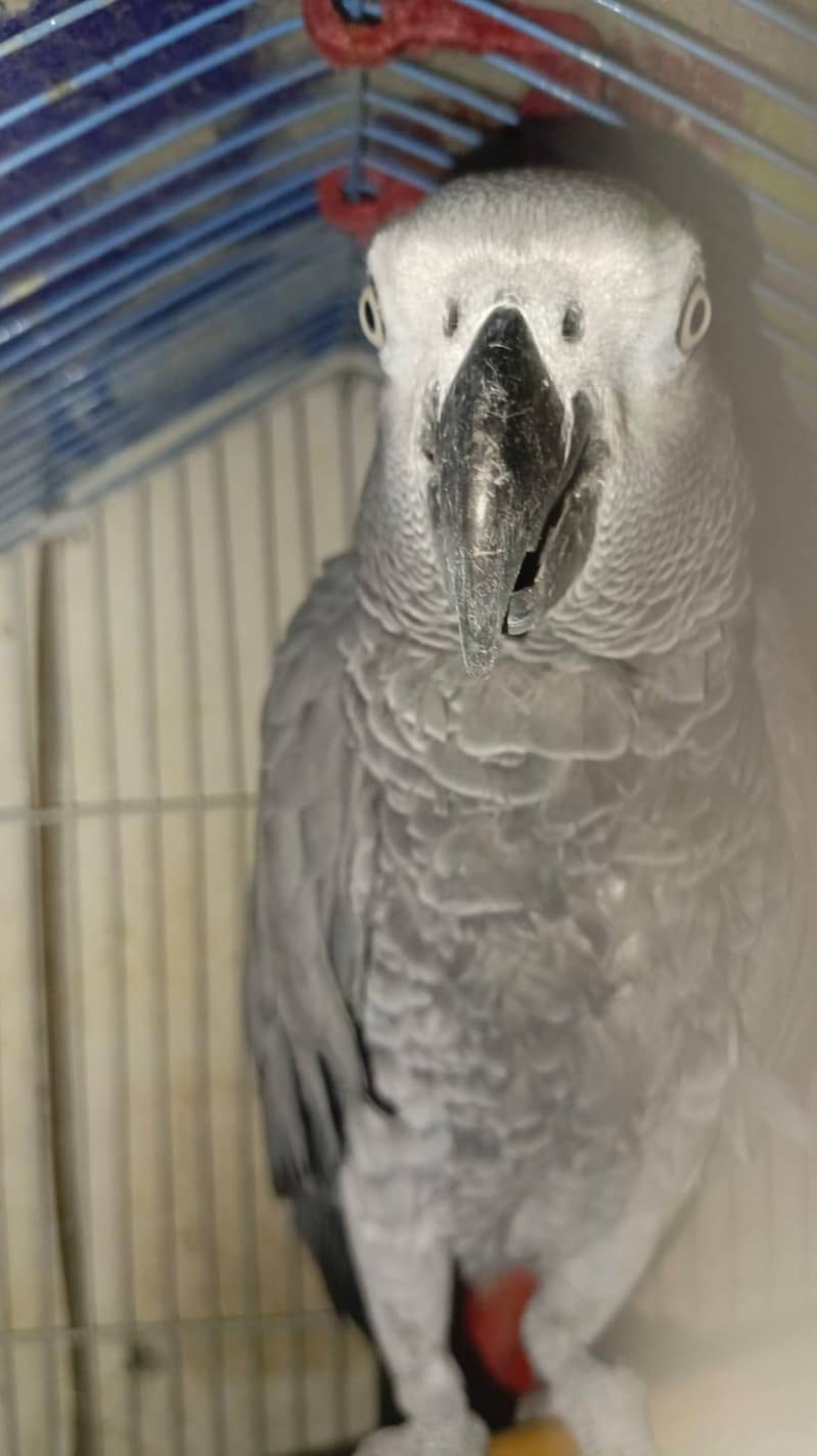 african gray 1