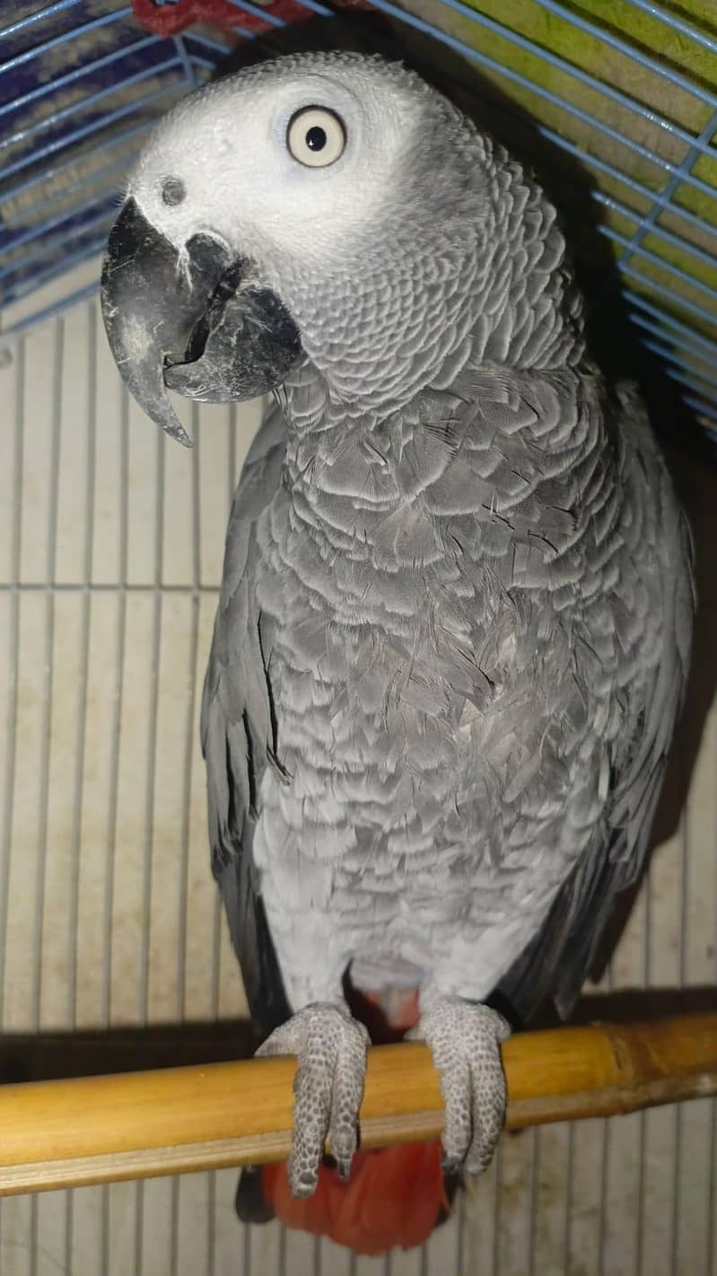 african gray 2