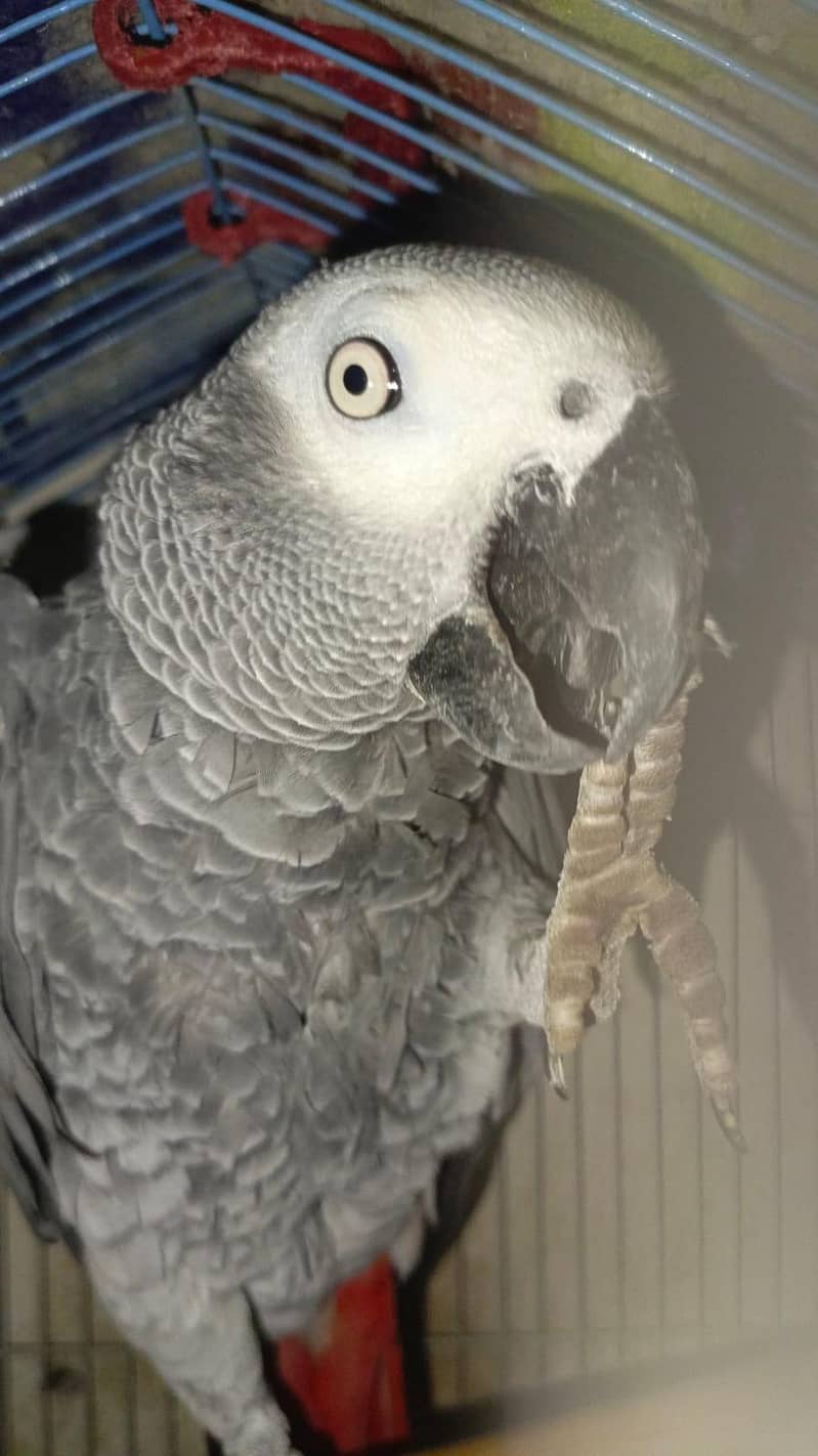african gray 3