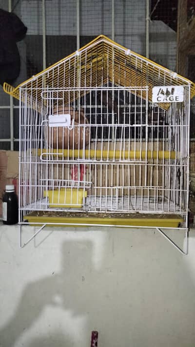 finch baredar pair with cage 03014616692