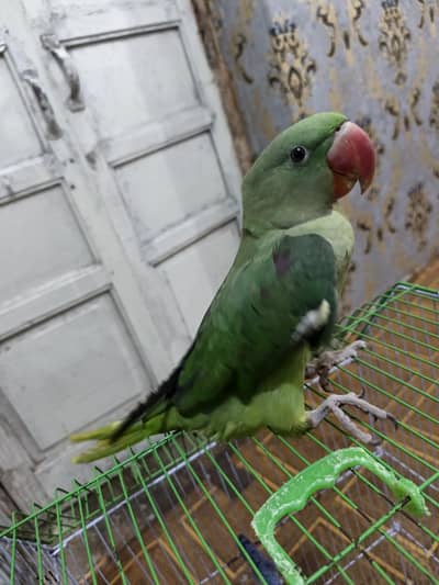 othar parrot