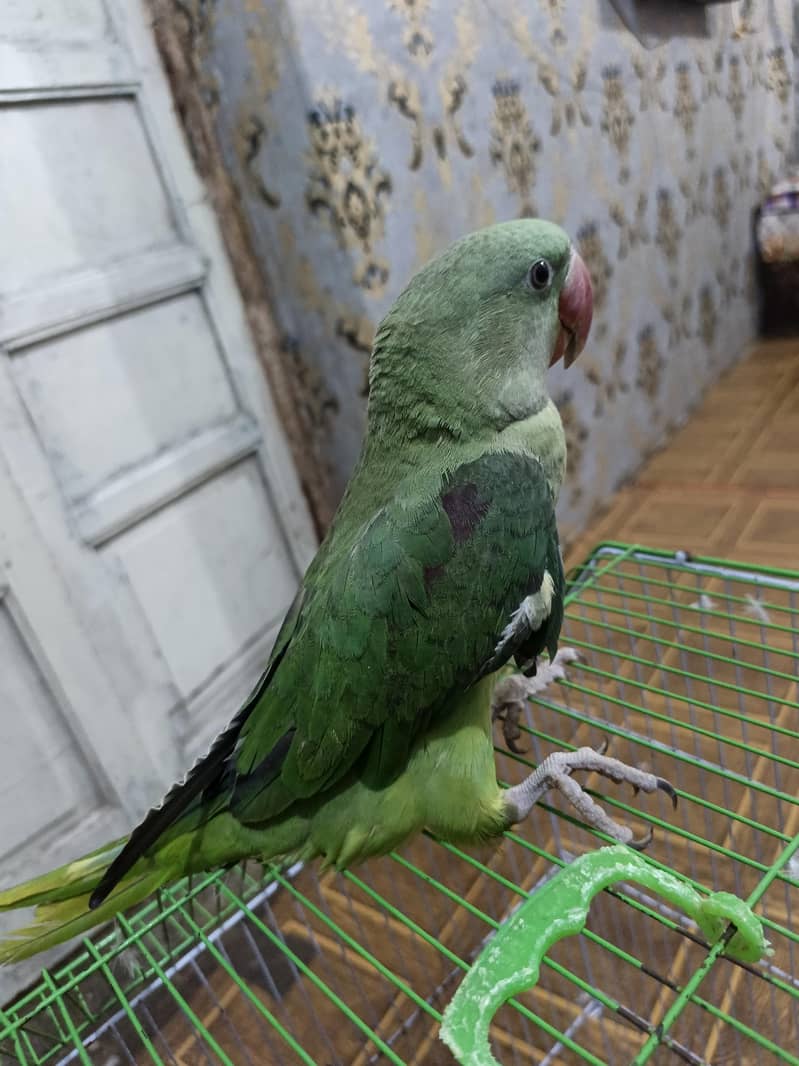othar parrot 1
