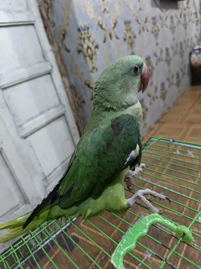 othar parrot — photo 2